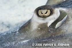 Full-frame macro of a Southern Stingray eye. The iris loo... by Patrick Reardon 
